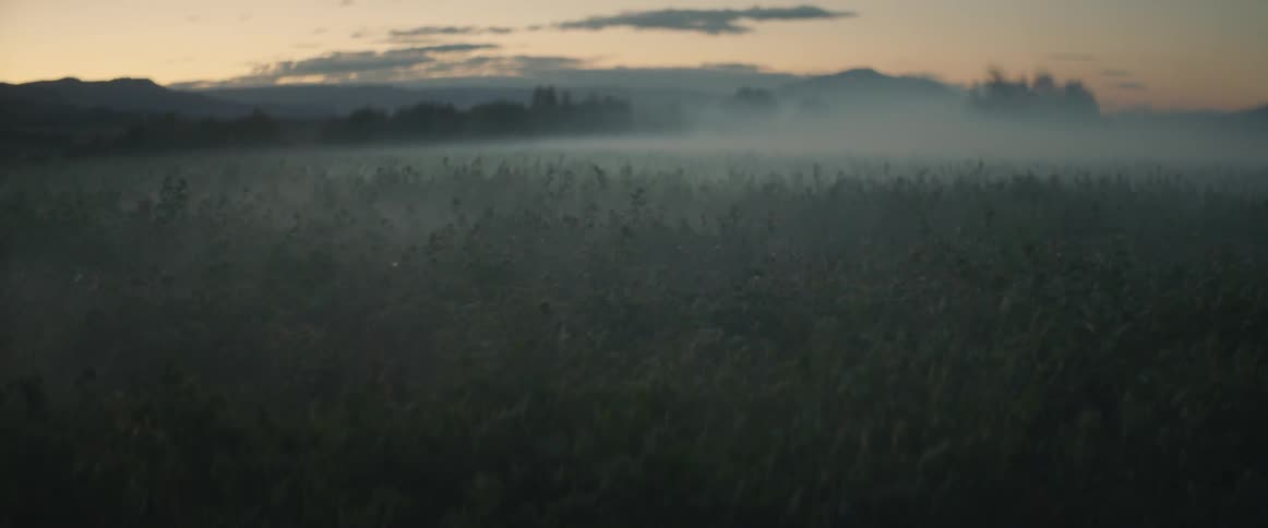 A field covered in fog and mist at dusk