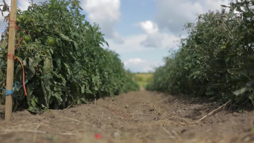 Several rows of some sort of planted food product