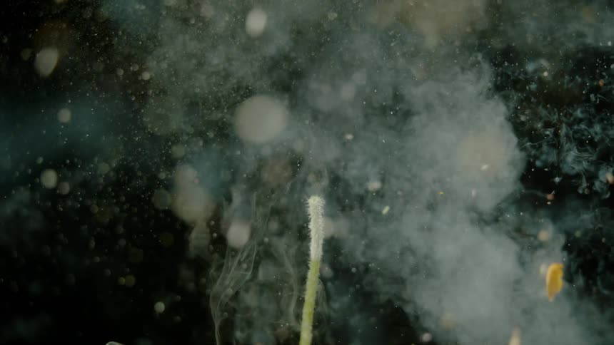 A smoky flower explodes