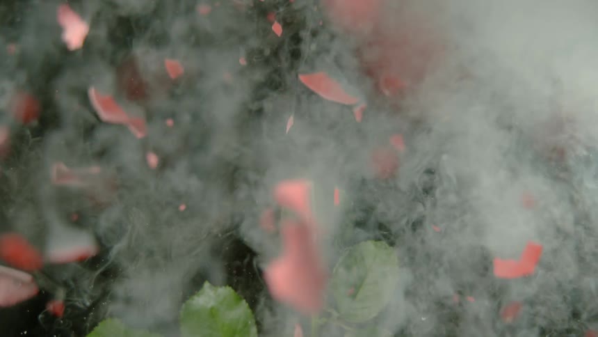 A frozen red rose is shattered by a bullet