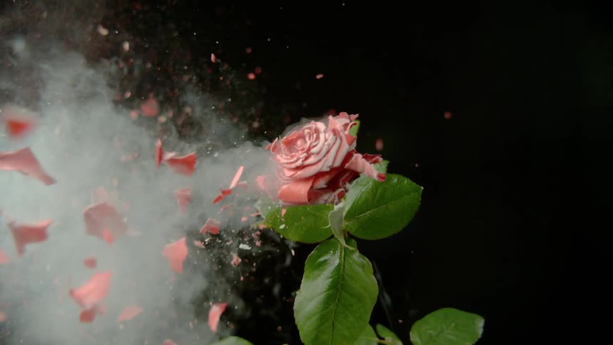 A bullet shatters a rose