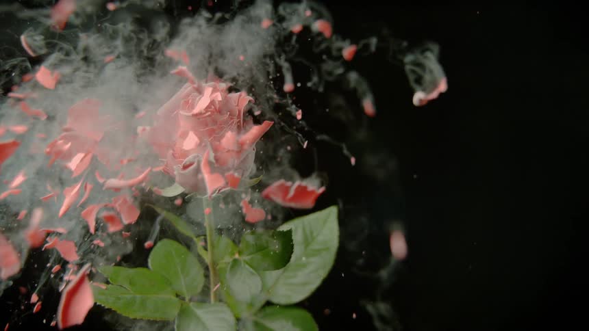 A frozen rose is shot and shattered