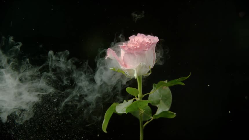 Rose petals explode