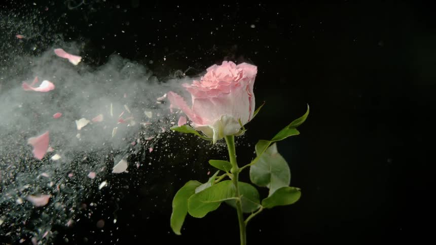 A bullet shatters a pink rose