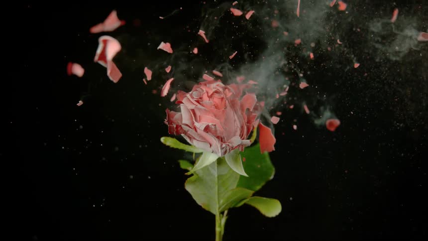 A red and white flower explodes in the dark room