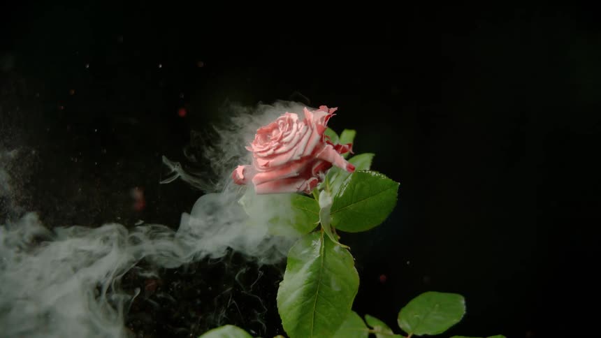 A frozen rose is putting off steam