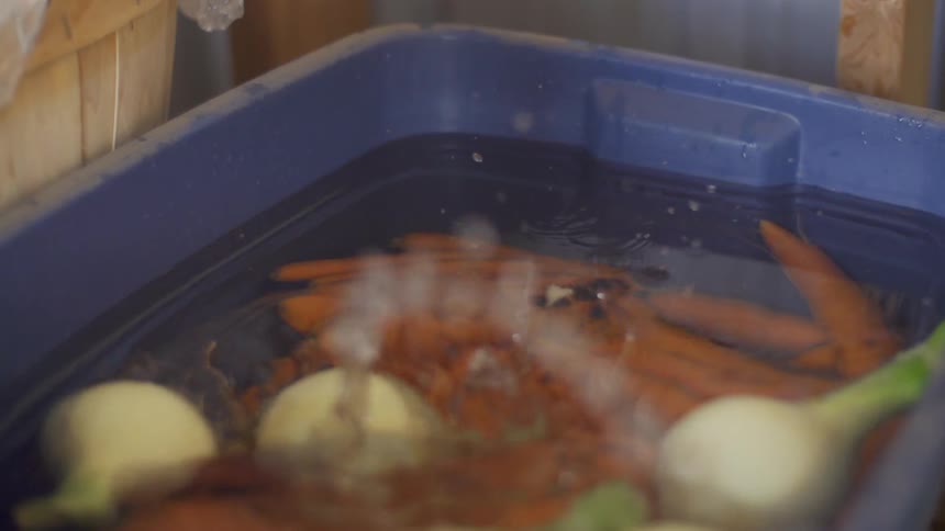 Onions are dropped into a large plastic tub of water