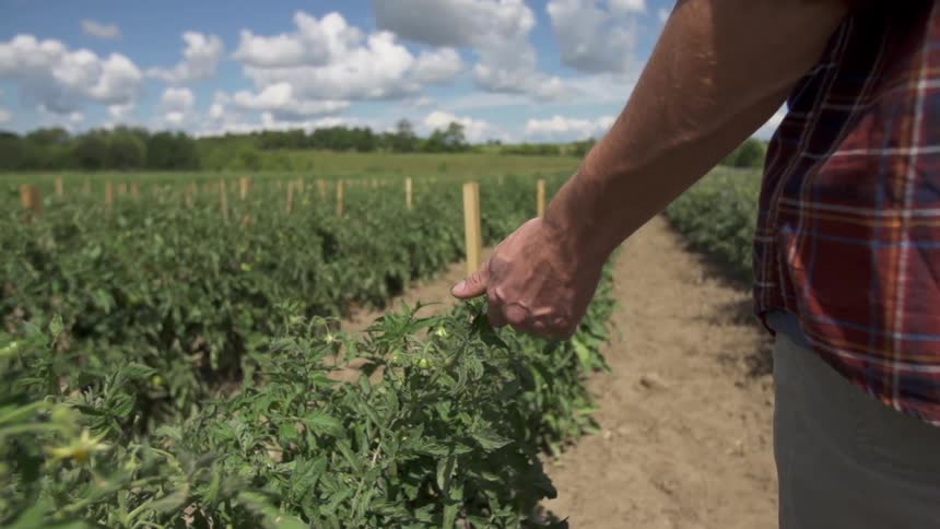 A man walks by crops in a field