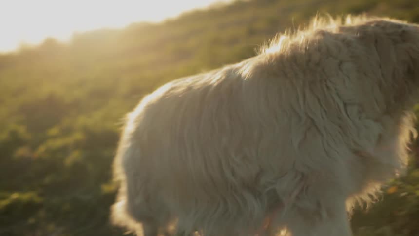 A dog walking to a person in a sunny field