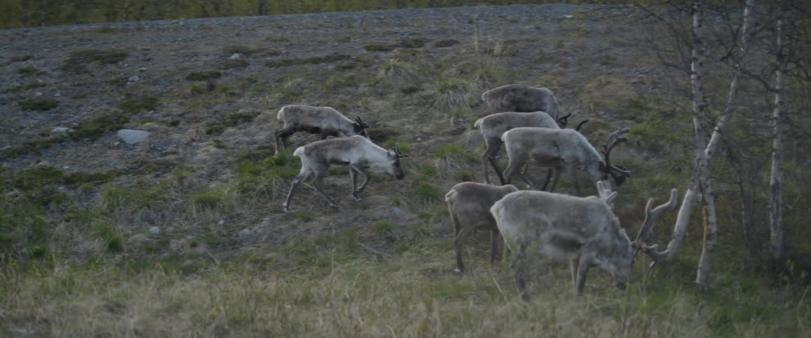 Reindeer are grazing on grass on a hill