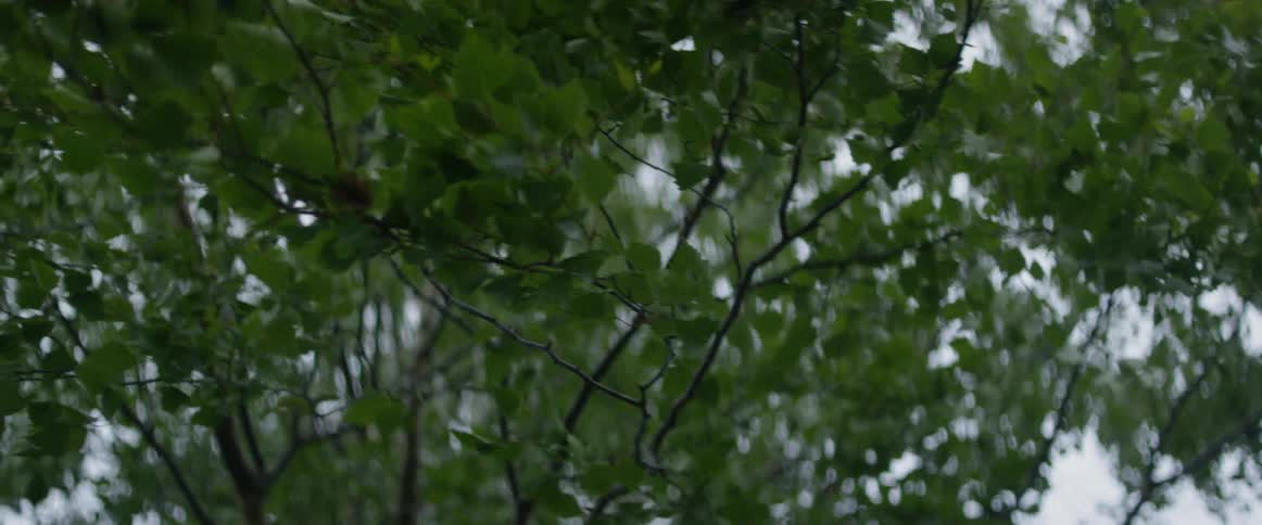 Wind blows through tree branches with green leaves