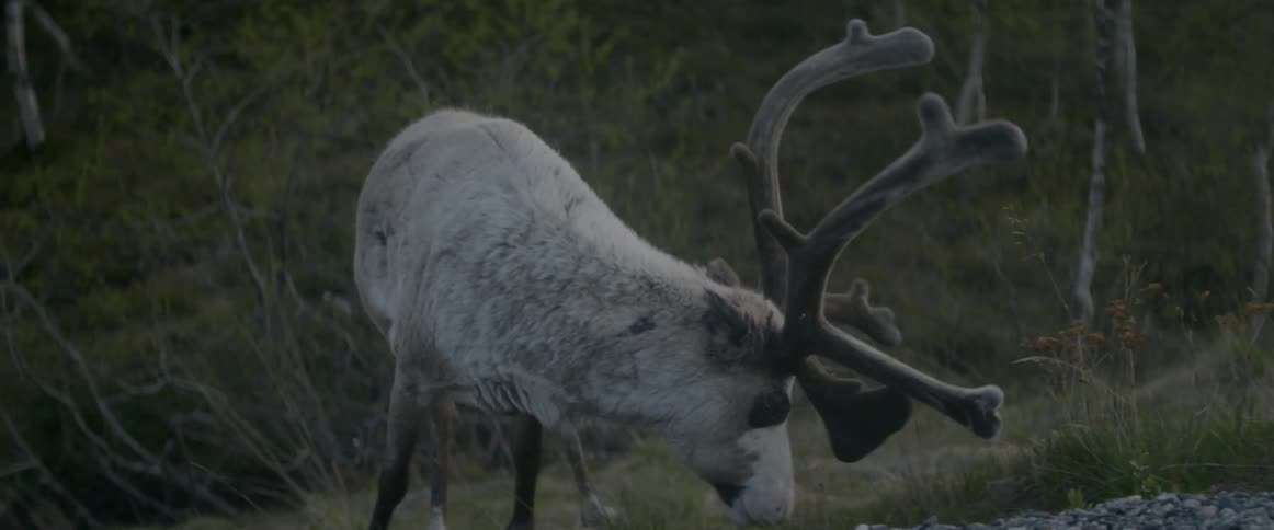 A reindeer eats grass next to gravel