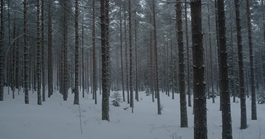 Snow falls in the forest