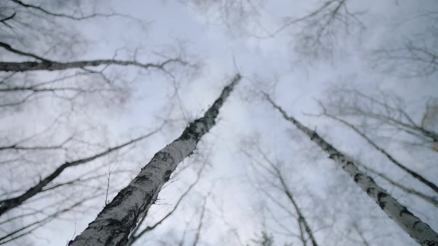 The tall trees are barren on this cloudy day