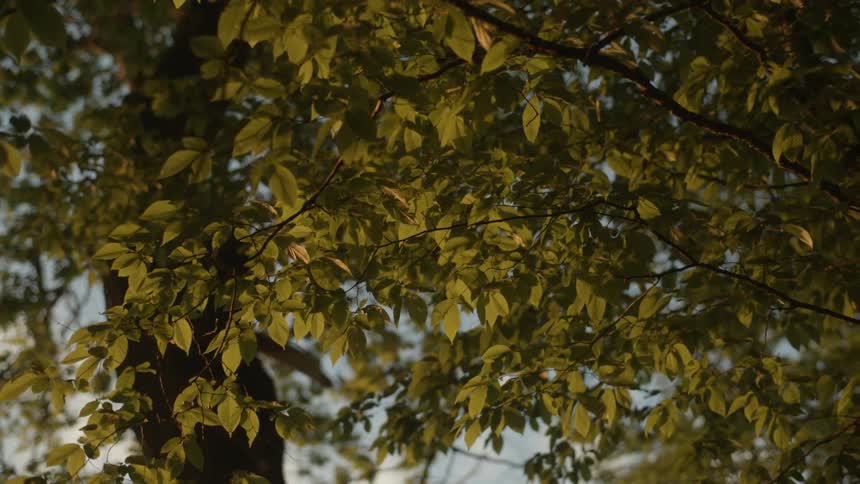 View of a leafy tree on a sunny day