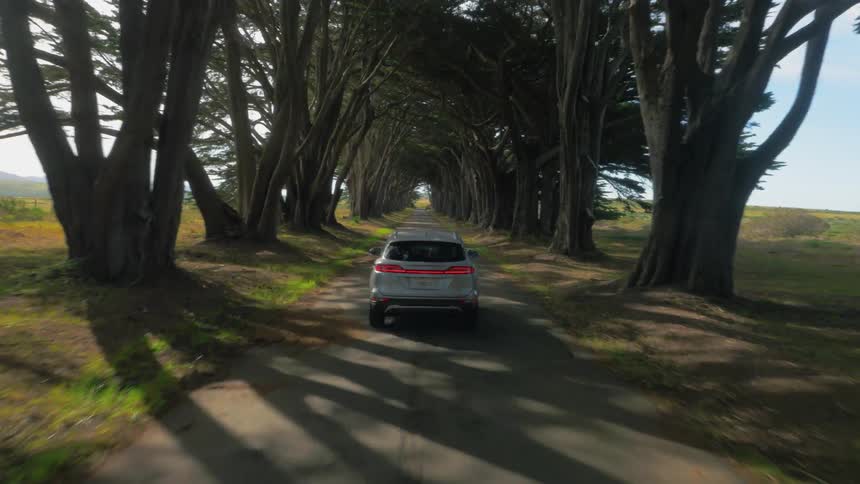 A car drives down the road past tall trees