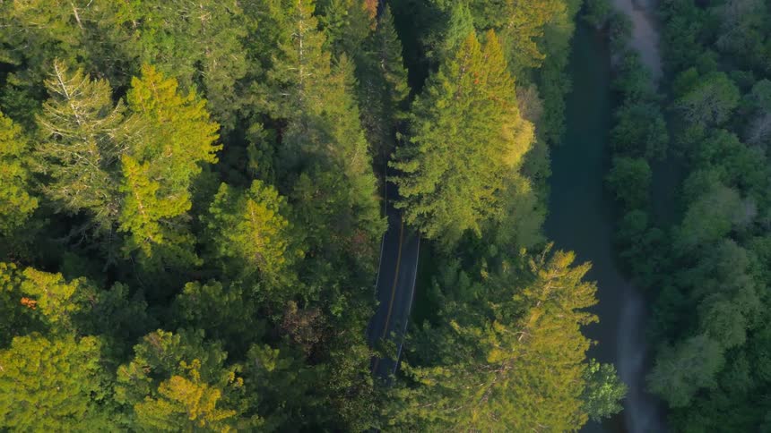Tall trees tower over the narrow road