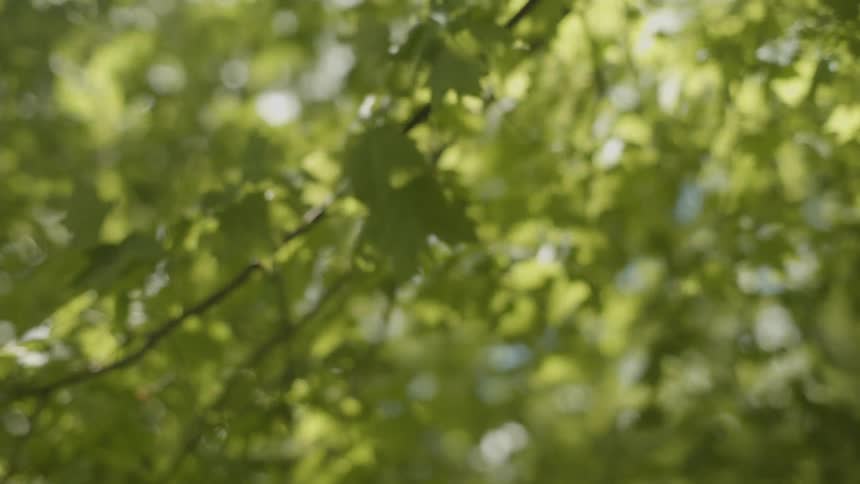 Close up of leaves blowing in the wind on a sunny day