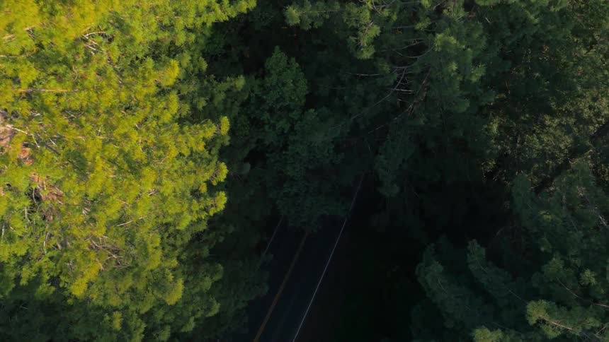 A car drives through trees