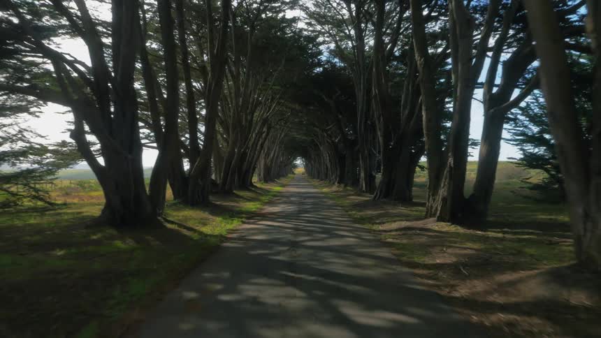 Trees line a rural road