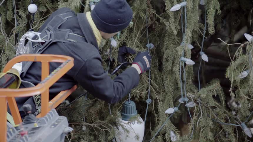 A Man Puts Lights Onto A Giant Christmas Tree