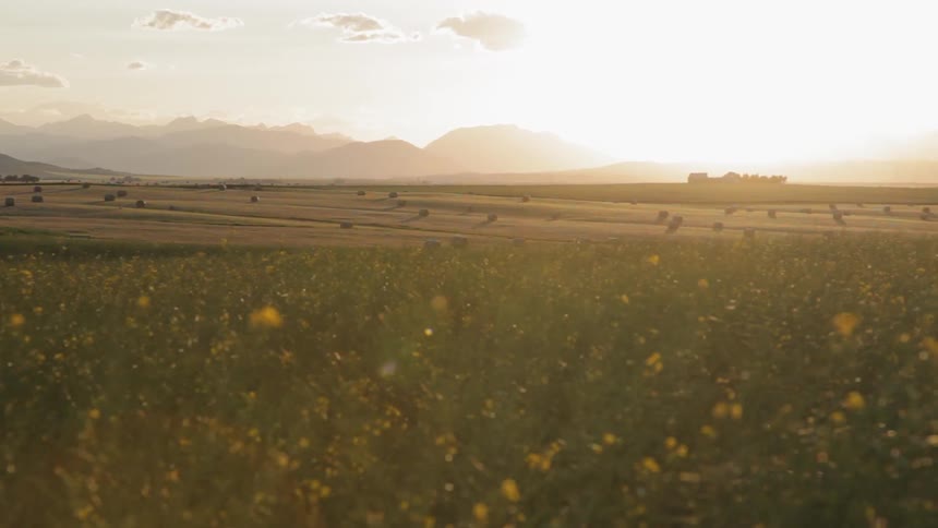 The wind blows the tall grass on a sunny day