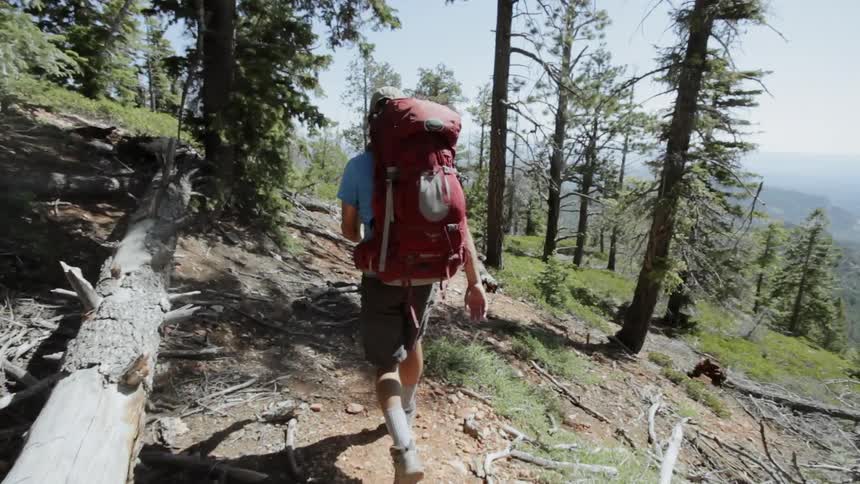 Hikers walk through a forested area in the mountains