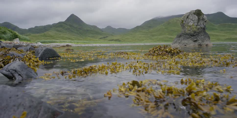 Seaweed floats in the water near the rocks