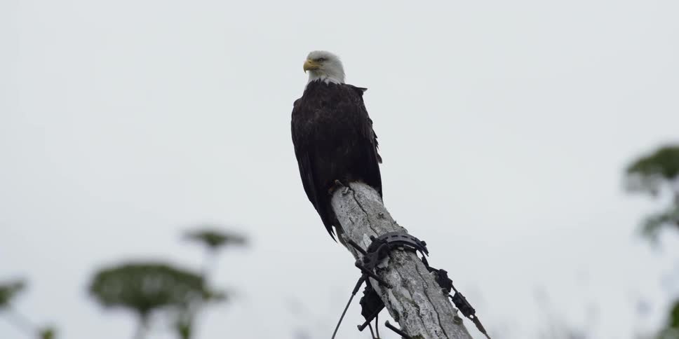 A bald eagle sits perched on a wood pole