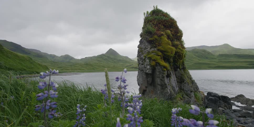 Flowers sway on a grassy hill near the ocean