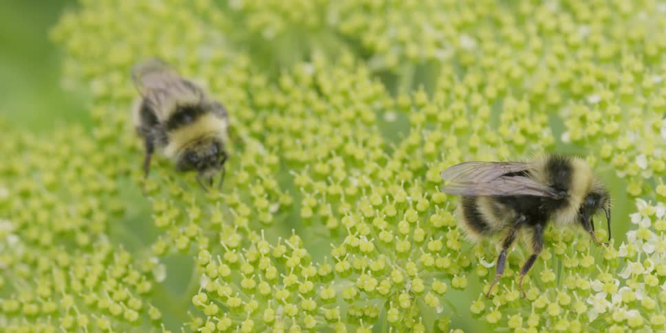 Bees gather pollen from a plant