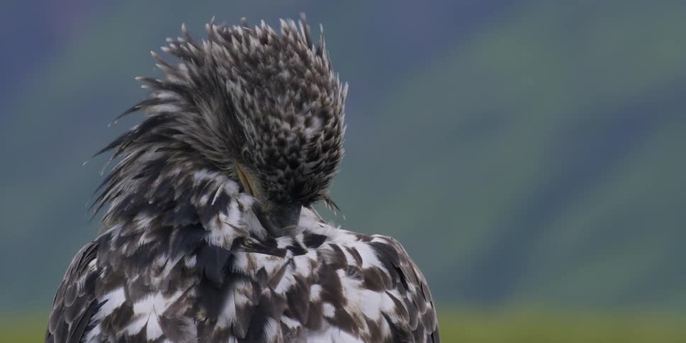 An eagle preens on a windy day