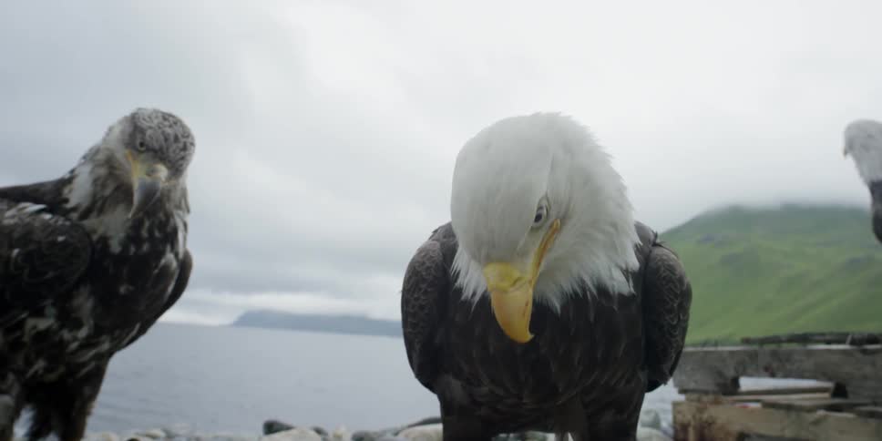 An eagle is feasting on a fish scrap as he stands with other eagles on a rocky shore