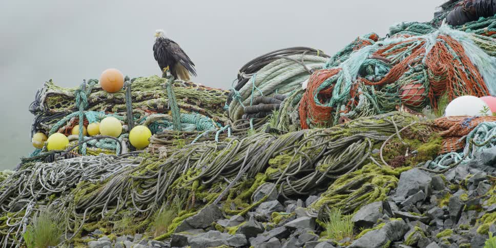 A bald eagle sits perched on a pile of fishing nets and rope