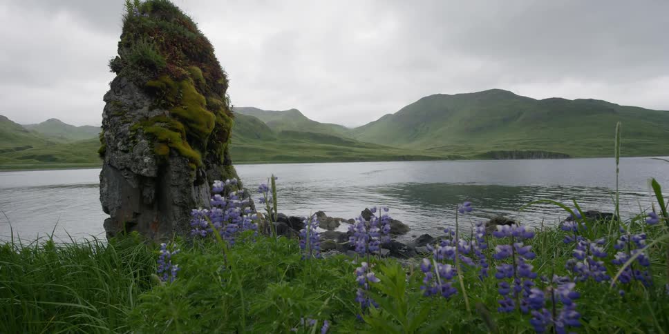 Purple flowers in the wind next to a lake