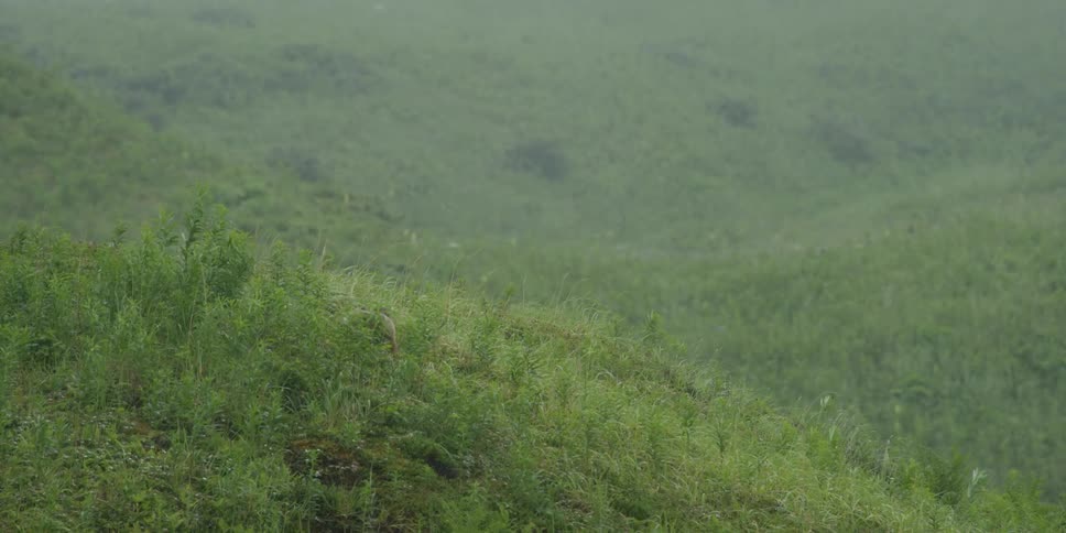A fox runs away on the side of a hill