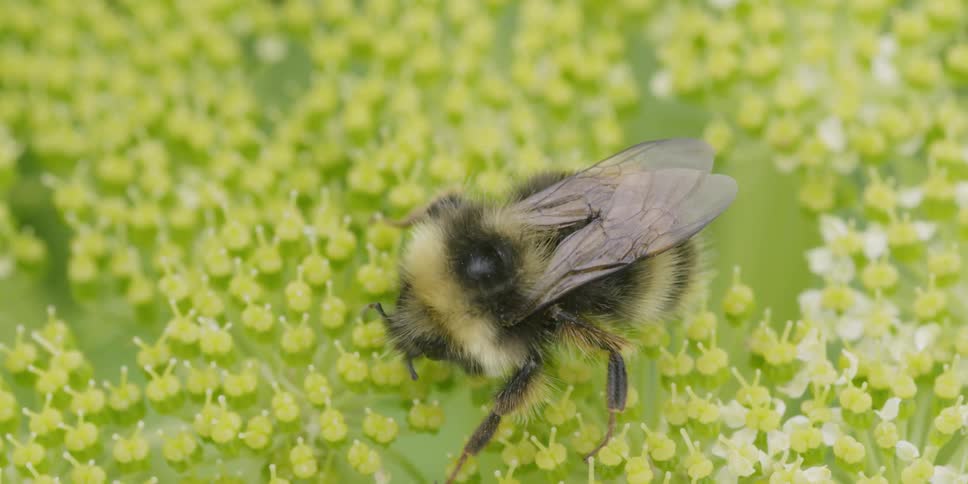 A bee pollinates a flower