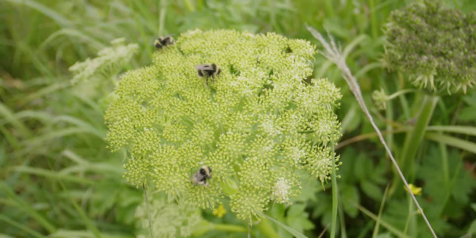 Bees pull pollen from flowers