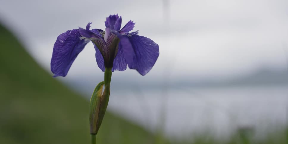 A close up of a purple flower