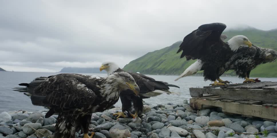 Eagles stand next to the shore on beach