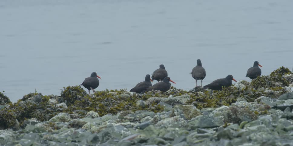 Group of birds standing on a rocky seashore