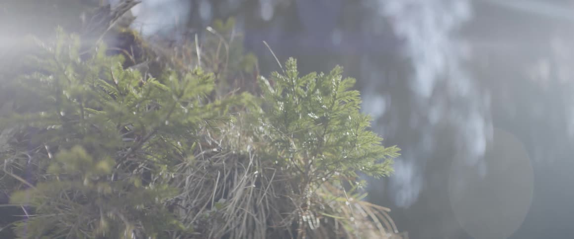 Trees grow on the crest of a sheer mountain wall