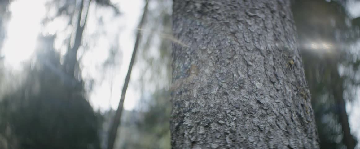 Sunlight shines down on a forest tree