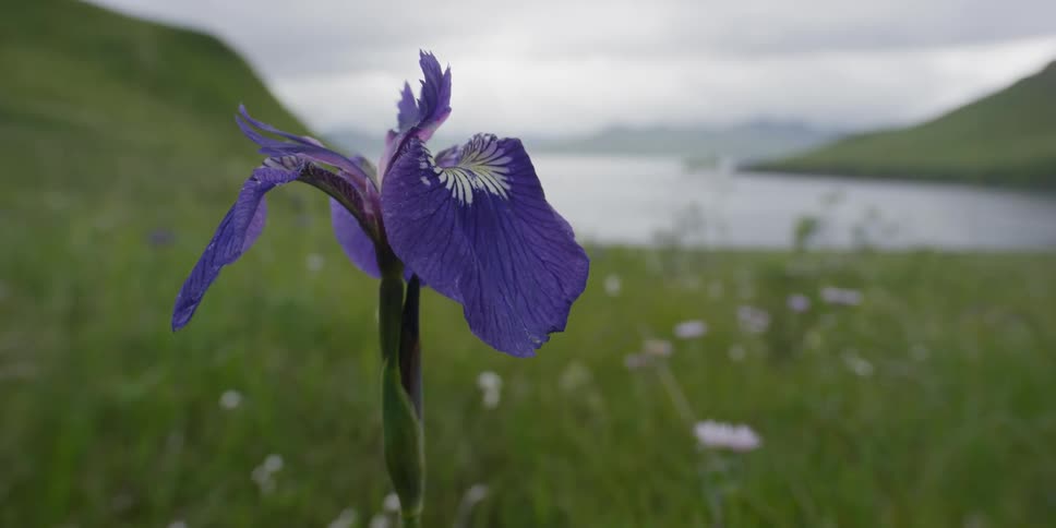 A purple flower sways in the wind