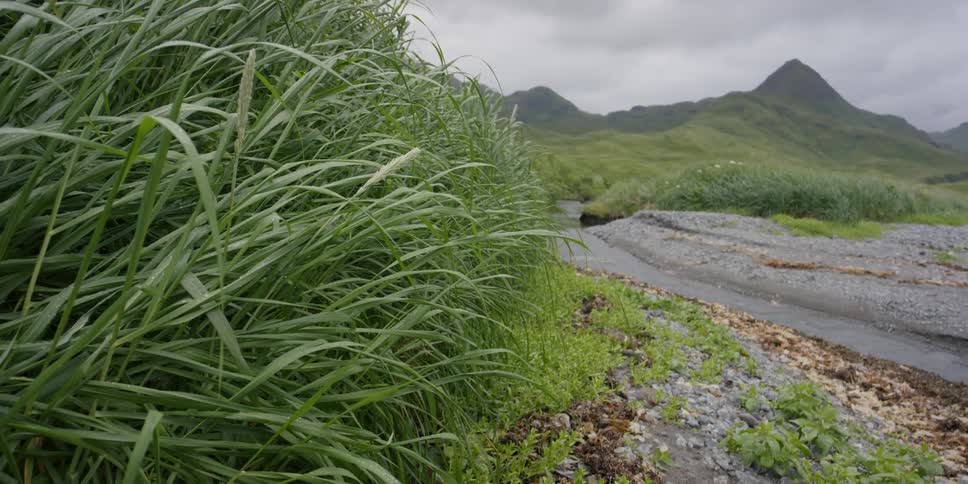 A light breeze blows through tall grass in the mountains