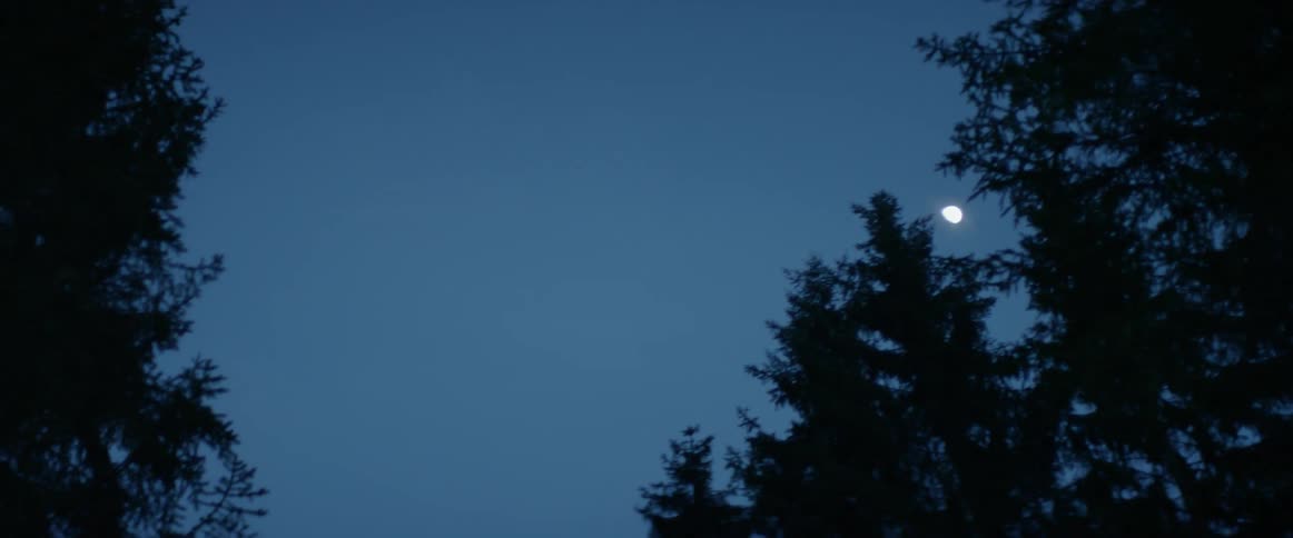 The moon glows over trees