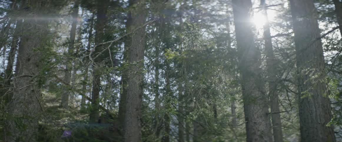 Sunlight shining from behind trees