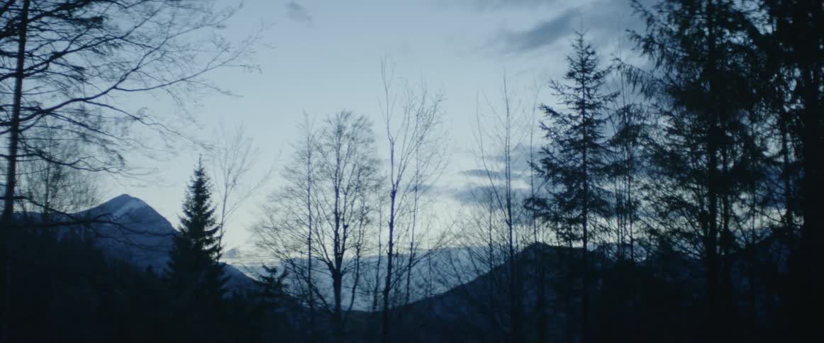 Trees stand in a mountain forest at dusk