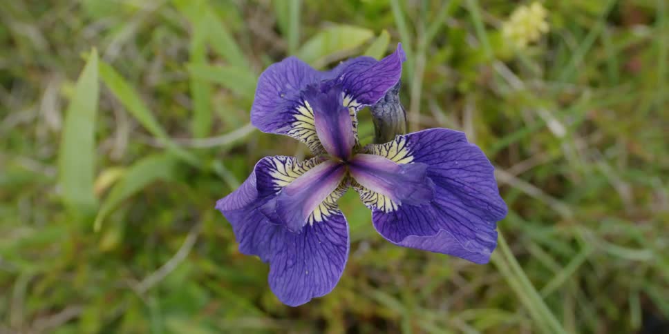 A wild iris sways in the breeze