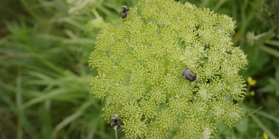 Bees pollinate a flower